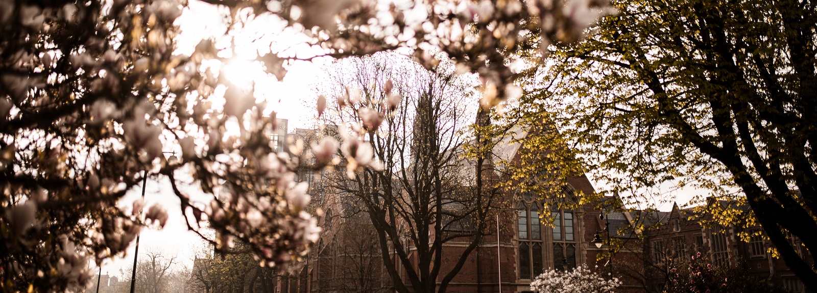 Queen's Graduate School and Main Site Tower with blossom in foreground - March 2022