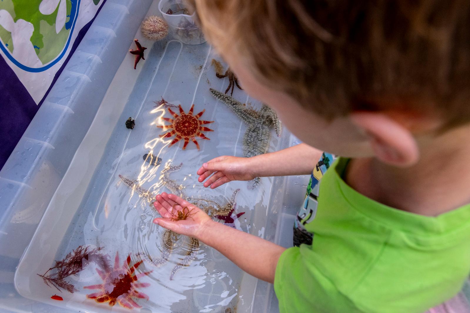 child holding a sea star and looking into a plastic tank holding marine life at the Queen's University Belfast Marine Laboratory Open Day 2024