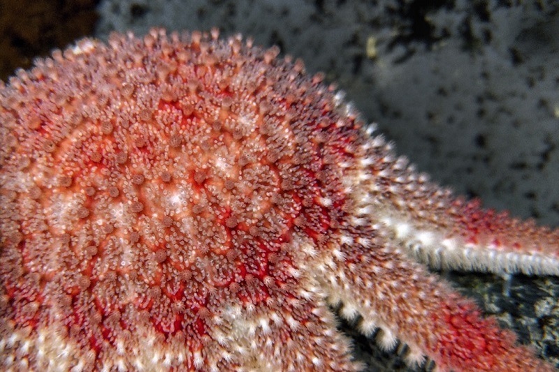 close-up of a sunstar starfish